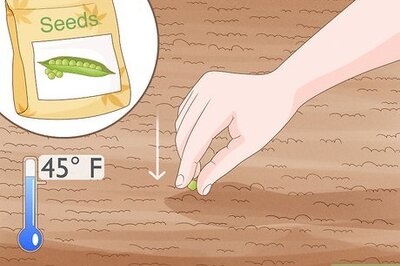 How to Grow Sugar Snap Peas
