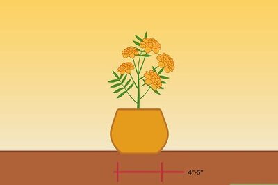 How to Choose Plants for Outdoor Containers