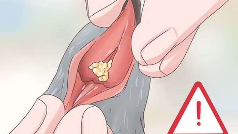 How to Treat Trichomiasis in Doves