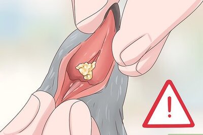 How to Treat Trichomiasis in Doves