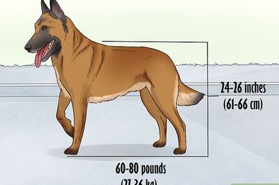 How to Identify a Belgian Malinois