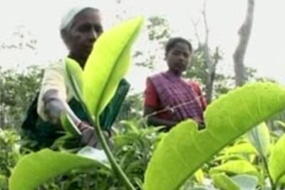 Death alert: Govt to revive tea gardens