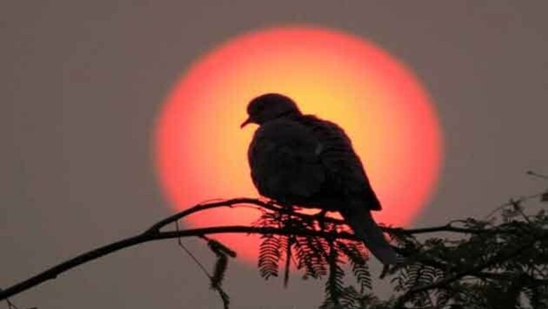 173 bird species threatened in India: Report
