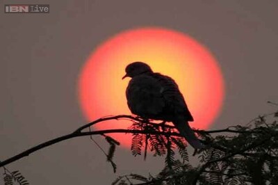 173 bird species threatened in India: Report