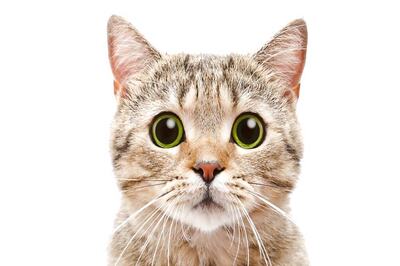 6 Ways To Protect Your Pet's Immune System in the Monsoon