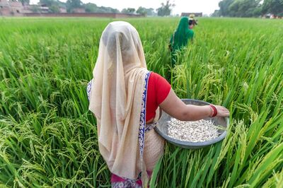 Govt Procures Paddy Worth Rs 81,400 Crore, Purchase in Volume Increases by 23%