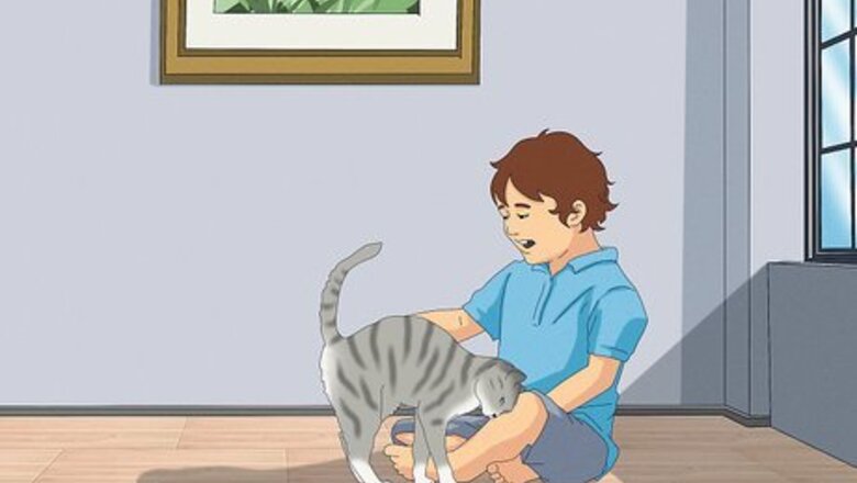 How to Get a Cat for a Pet