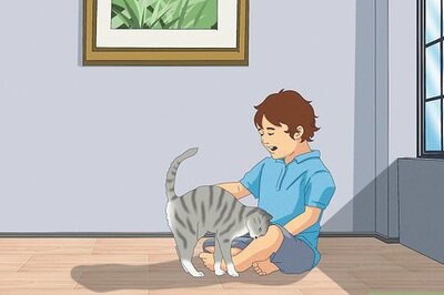 How to Get a Cat for a Pet
