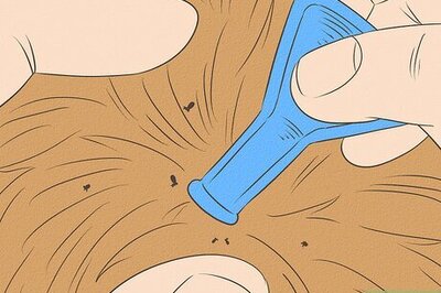 How to Prevent Tapeworms in Cats