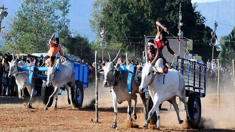 HC Restrains Maharashtra Govt From Allowing Bullock Race Until Rules Frame