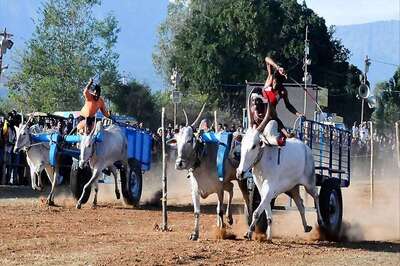 HC Restrains Maharashtra Govt From Allowing Bullock Race Until Rules Frame