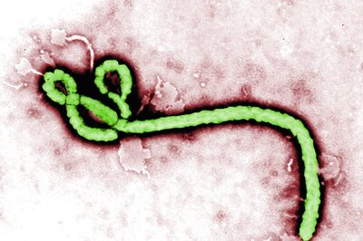 Horse Antibodies Could Effectively Treat Ebola Infection
