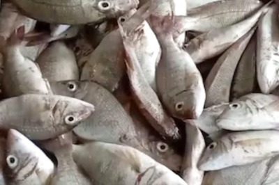 3 Tips To Identify Fresh Fish In The Market