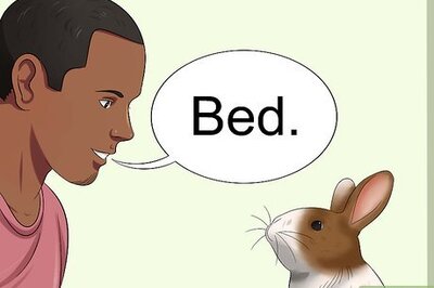 How to Teach Your Rabbit to Go Back to His Hutch