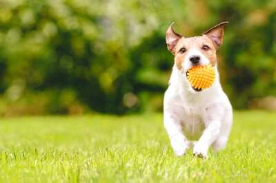 How to Choose Safe and Non-Toxic Toys for Your Pet? Check Out These 7 Tips