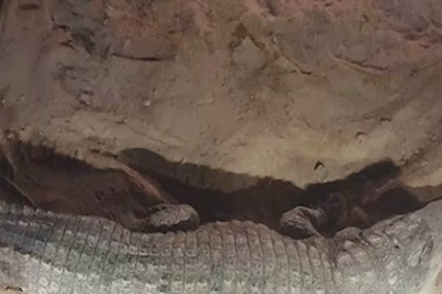 Vantara Success Story: Correction of Broken Jaw in Marsh Crocodile