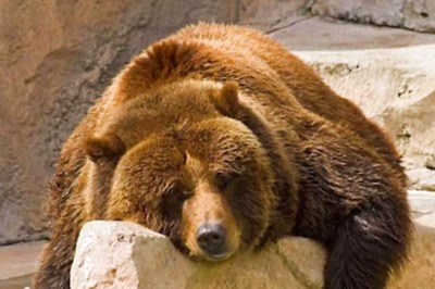 Japan To Trial AI Bear Spotting System After Sharp Rise In Attacks