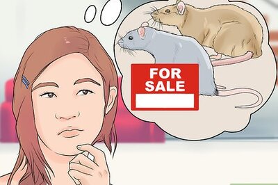 How to Breed Rats