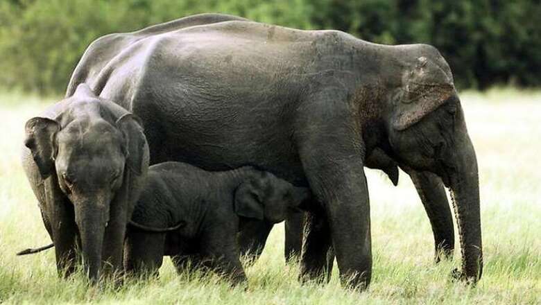 Indian Team to Bring Back Stranded Elephant from Bangladesh