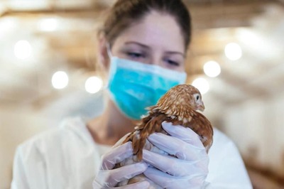 Experts Warn of Avian Influenza Virus in Humans: All You Need to Know