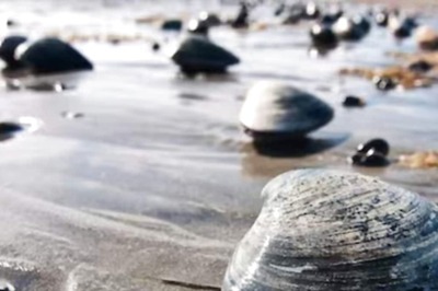 US Woman Faces Rs 73 Lakh Penalty After Kids Collected Clams Thinking They Were Seashells