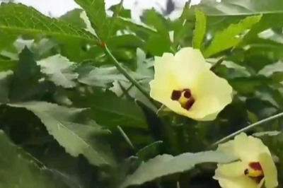 Tamil Nadu Farmers Struggle As Okra Prices Hit Rock Bottom