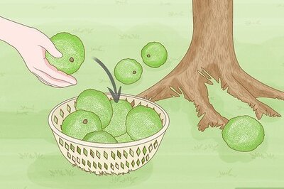 How to Grow Osage Oranges