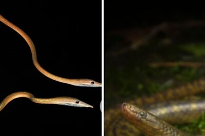 4-Foot-Long Snake Species With Long Snout Discovered In Bihar; Pictures Go Viral
