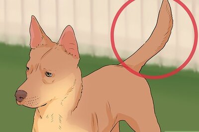 How to Tell if a Dog Is Going to Attack