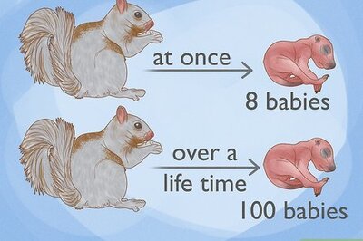How Many Babies Do Squirrels Have at a Time?