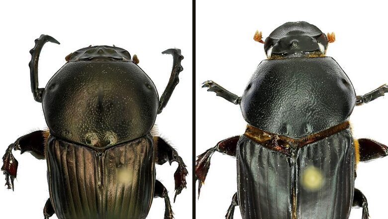 New Beetle Species Discovered from Bengaluru’s Last Remaining Grasslands In Hesaraghatta