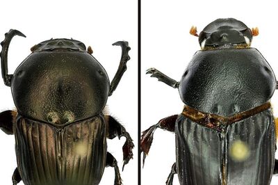 New Beetle Species Discovered from Bengaluru’s Last Remaining Grasslands In Hesaraghatta