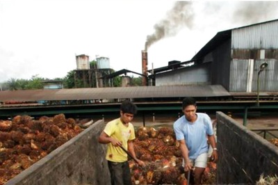 Indonesia to Lift Palm Oil Export Ban from Monday: President Joko Widodo