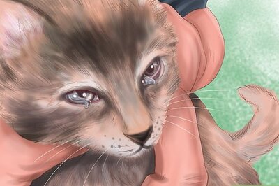 How to Diagnose Feline Cataracts