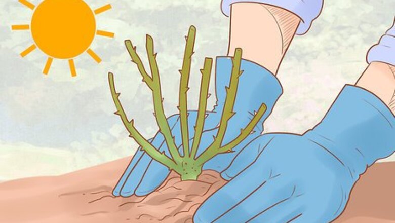 How to Grow Roses Organically