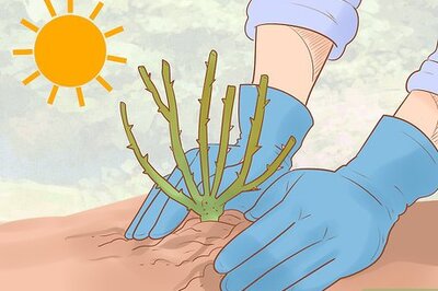 How to Grow Roses Organically