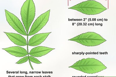 How to Identify Hickory Trees
