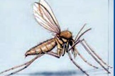 Mumbai denies 'kaala azar' cases in city