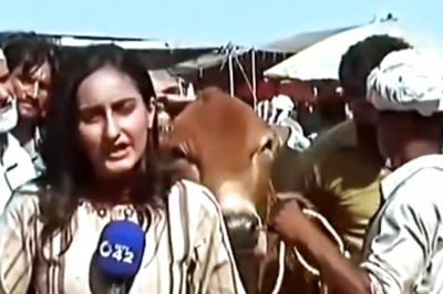 Watch: Pakistani Journalist Attacked By A Bull In The Middle Of Live Reporting