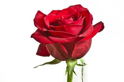 Gandhigiri by Delhi civil defence volunteers, to gift red roses to violators of odd/even formula