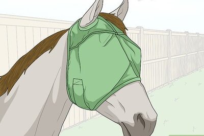 How to Protect an Injured Eye on a Horse
