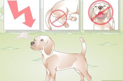 How to Neuter a Dog
