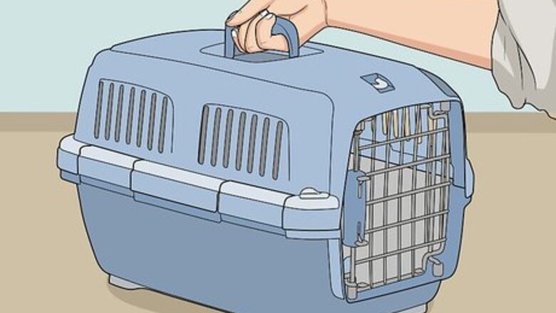 How to Take Care of a Pet Skunk