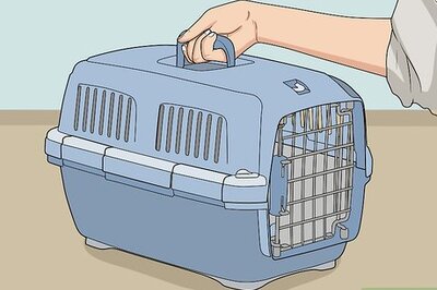How to Take Care of a Pet Skunk