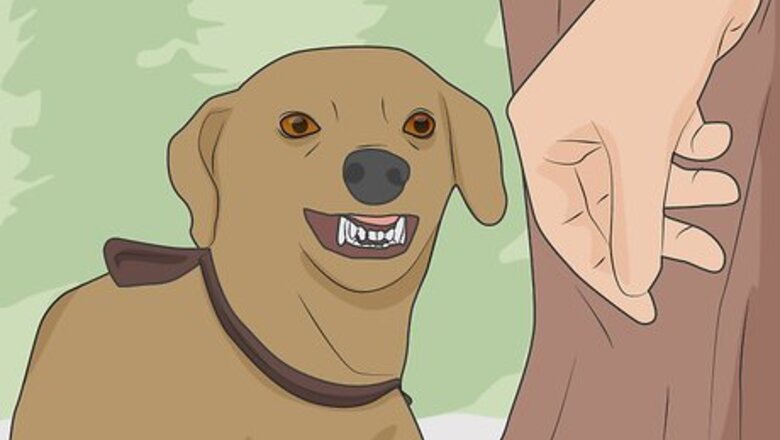 How to Test for Rabies