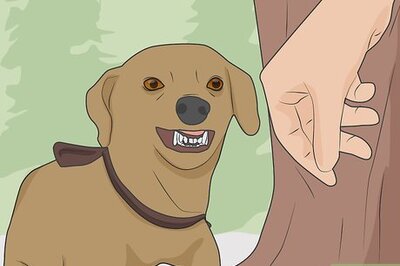 How to Test for Rabies