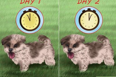How to Prepare Your Small Dog for Apartment Living