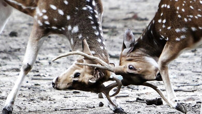 12 Deer Found Dead in Chhattigsarh Forest, Water Poisoning Suspected
