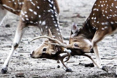 12 Deer Found Dead in Chhattigsarh Forest, Water Poisoning Suspected
