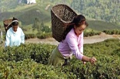 Rs 222 Cr Dues to Tea Garden Workers by Garden Management: Assam Govt